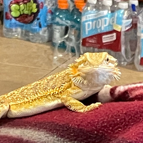 Meet your Posher, John - Picture 2 of 4